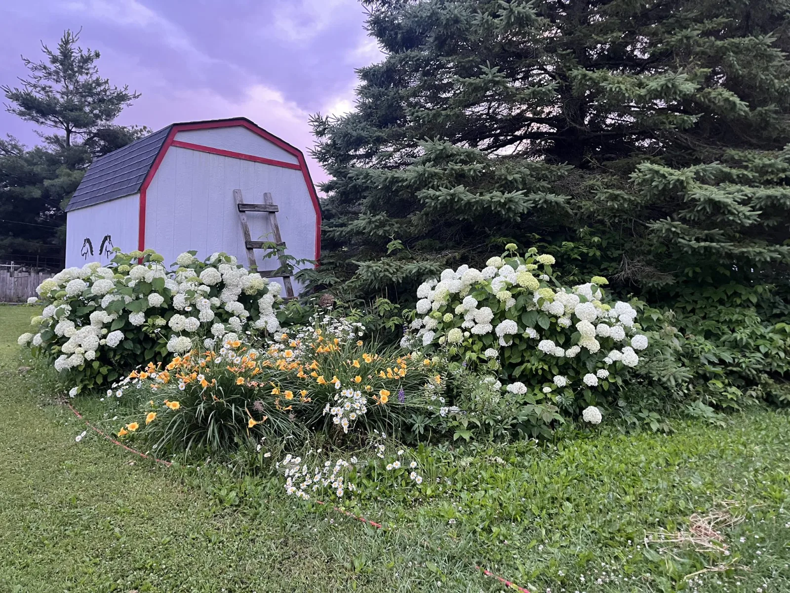Reimann Hobby Acres barn with hydrangeas in bloom